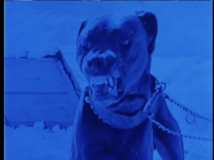 Nice puppy, nice puppy...