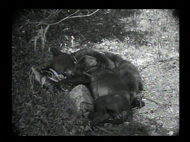 It’s really cute the first TEN TIMES!